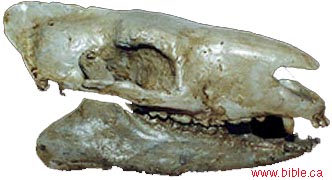 Hyracotherium kafatası fosili